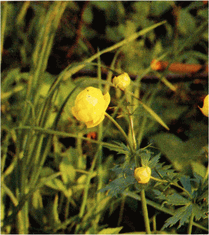 Мир зеленого безмолвия image46.png