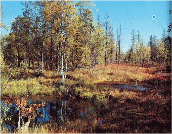 Мир зеленого безмолвия image47.png