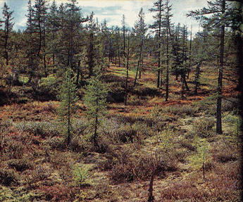 Мир зеленого безмолвия image48.png