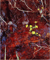 Мир зеленого безмолвия image49.png