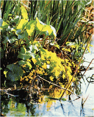 Мир зеленого безмолвия image51.png