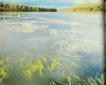 Мир зеленого безмолвия image52.png