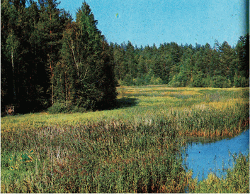 Мир зеленого безмолвия image53.png