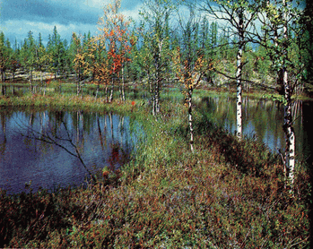 Мир зеленого безмолвия image57.png