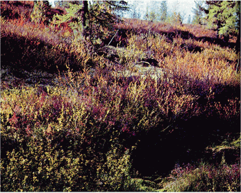 Мир зеленого безмолвия image58.png