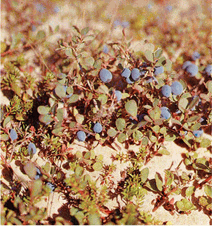 Мир зеленого безмолвия image59.png