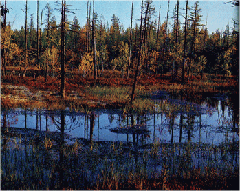 Мир зеленого безмолвия image62.png