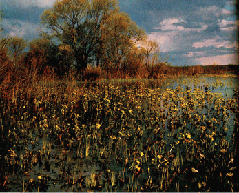 Мир зеленого безмолвия image63.png