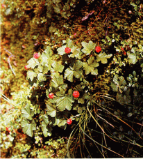 Мир зеленого безмолвия image64.png