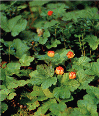 Мир зеленого безмолвия image66.png