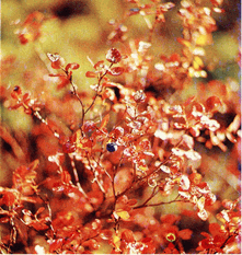 Мир зеленого безмолвия image67.png
