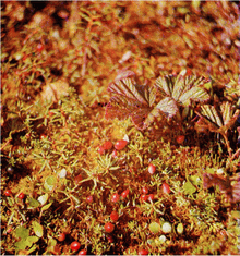 Мир зеленого безмолвия image69.png