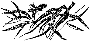 Мир зеленого безмолвия image73.png