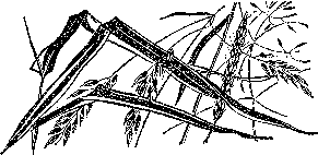 Мир зеленого безмолвия image75.png