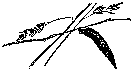 Мир зеленого безмолвия image76.png