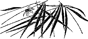 Мир зеленого безмолвия image77.png
