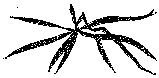 Мир зеленого безмолвия image78.png