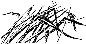 Мир зеленого безмолвия image15.png