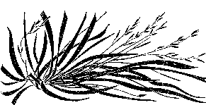 Мир зеленого безмолвия image81.png