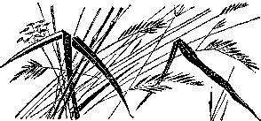 Мир зеленого безмолвия image25.png