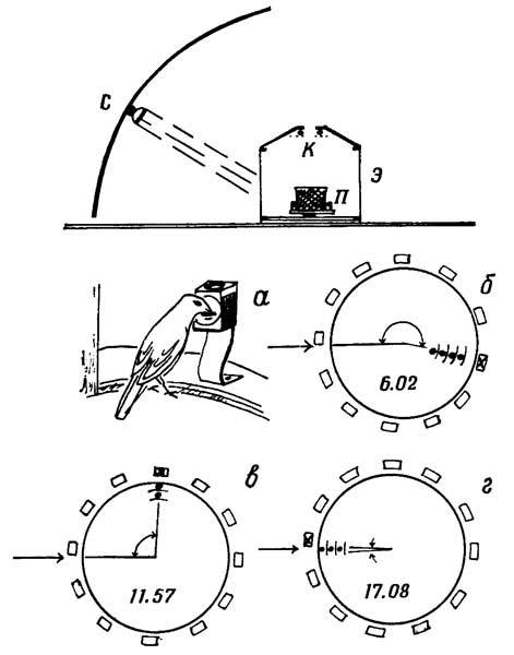 Живые часы n33.jpg