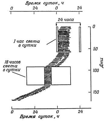 Живые часы n54.jpg
