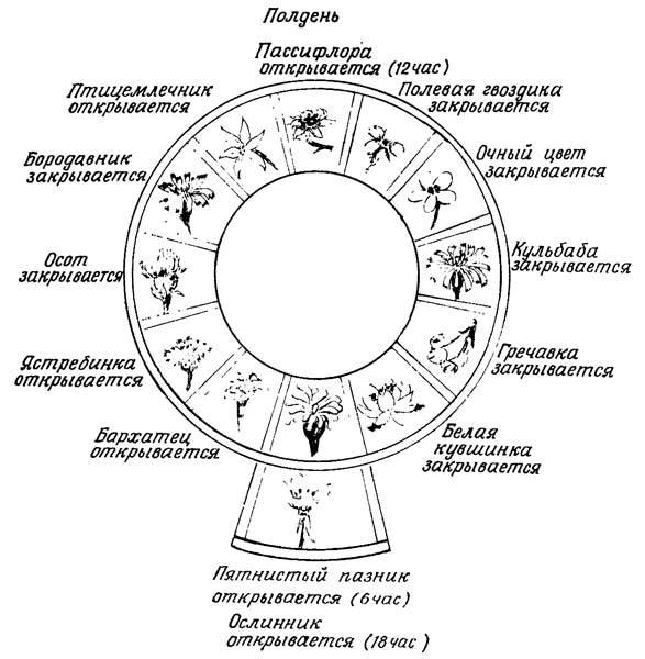 Живые часы n07.jpg