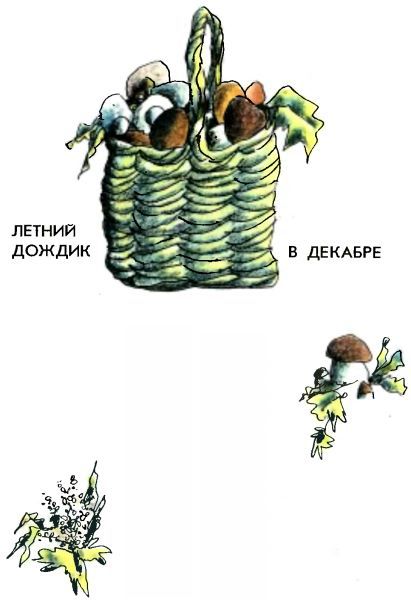 Летний дождик в декабре i_035.jpg