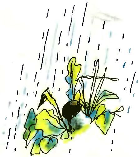 Летний дождик в декабре i_040.jpg