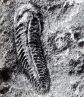 История Земли img_39.jpeg