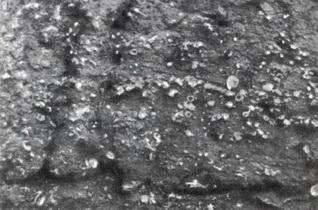 История Земли img_66.jpeg