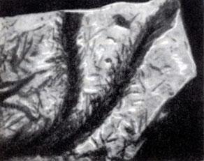 История Земли img_67.jpeg