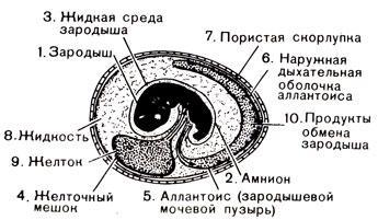 История Земли img_87.jpeg