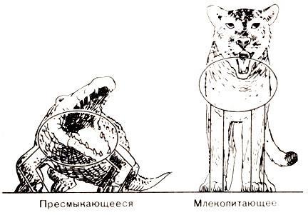 История Земли img_92.jpeg