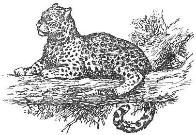 Охотничье-промысловые звери и трофеи i_027.png