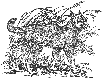 Охотничье-промысловые звери и трофеи i_030.png
