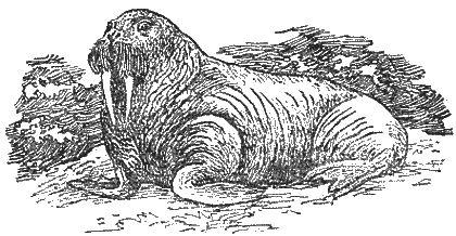 Охотничье-промысловые звери и трофеи i_037.png