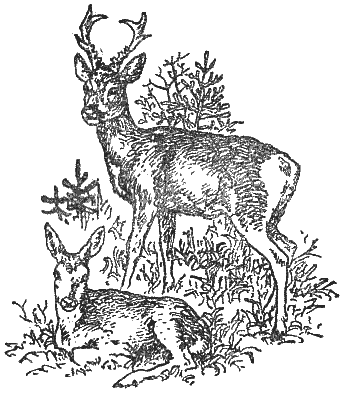 Охотничье-промысловые звери и трофеи i_056.png