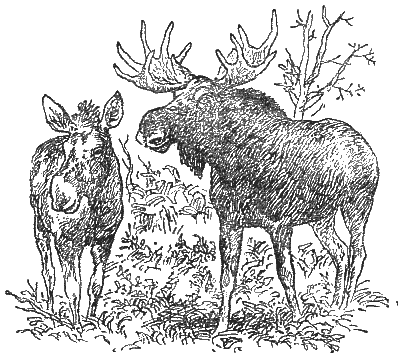 Охотничье-промысловые звери и трофеи i_061.png