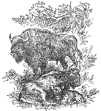 Охотничье-промысловые звери и трофеи i_068.png