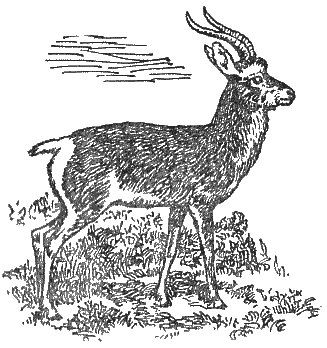Охотничье-промысловые звери и трофеи i_074.png