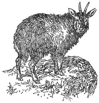 Охотничье-промысловые звери и трофеи i_078.png