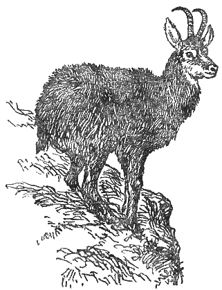 Охотничье-промысловые звери и трофеи i_081.png