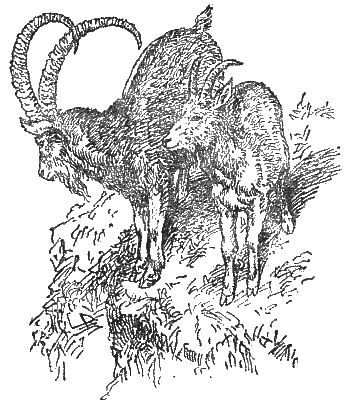 Охотничье-промысловые звери и трофеи i_087.png