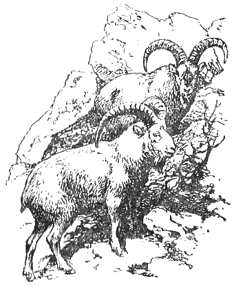Охотничье-промысловые звери и трофеи i_090.png