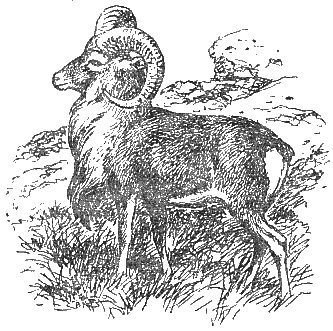 Охотничье-промысловые звери и трофеи i_097.png