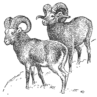 Охотничье-промысловые звери и трофеи i_101.png