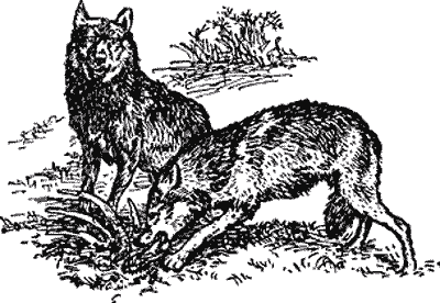 Охотничье-промысловые звери и трофеи i_013.png