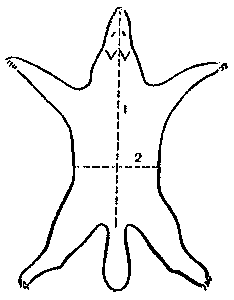 Охотничье-промысловые звери и трофеи i_016.png