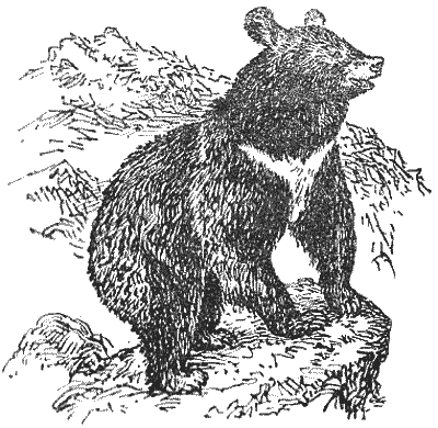 Охотничье-промысловые звери и трофеи i_022.png
